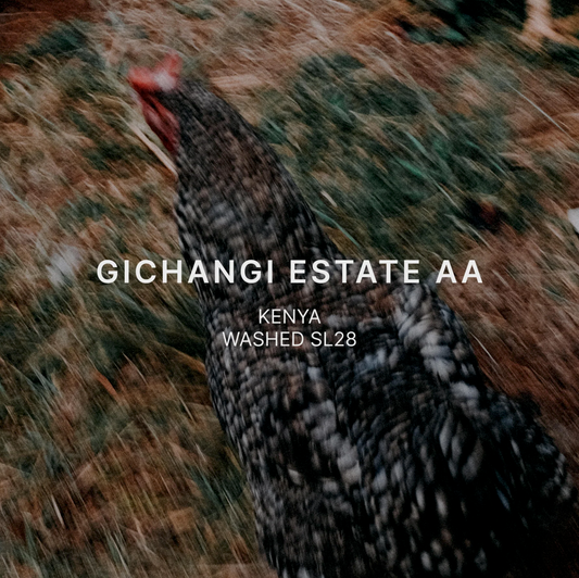 GICHANGI ESTATE AA by Mazelab Coffee